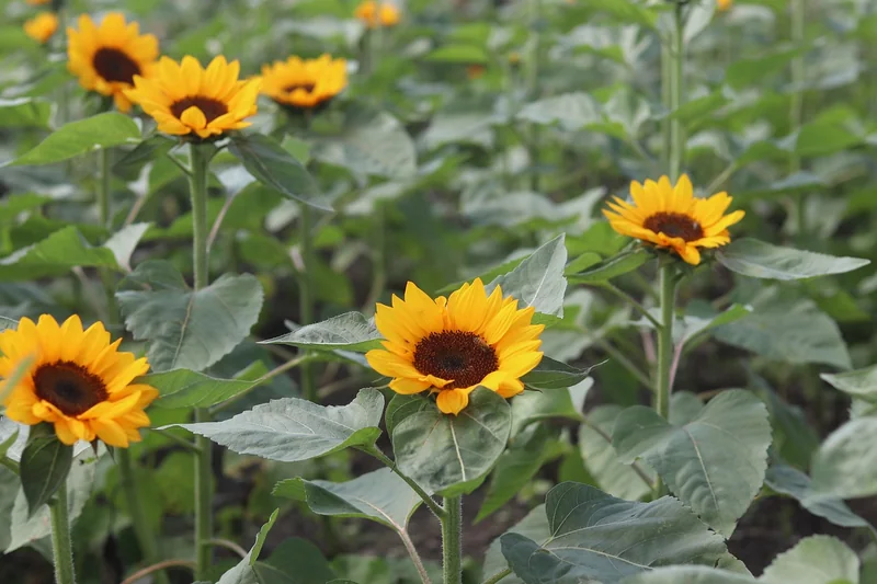 일요일 진료 병원검색 방법