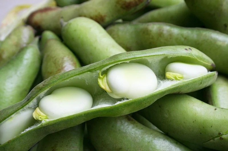 작두콩차 효능