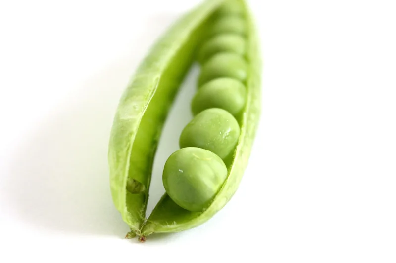 작두콩차 효능